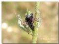 Oxyopes heterophthalmus